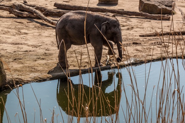 elefant im  koelner zoo - (c) k eutebach.jpg